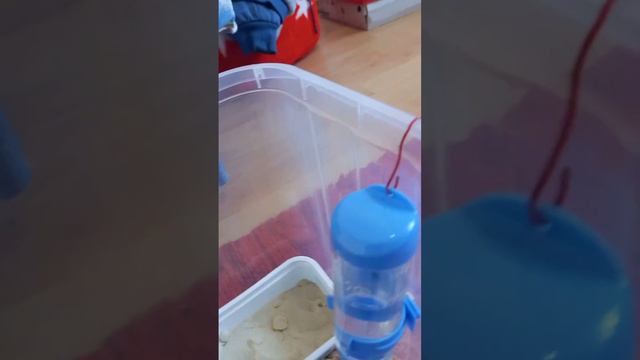 Что нужно для  появления хомяка в доме?/Что нужно для хомяка?