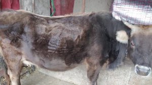 Богоз мол бокиш сирлари