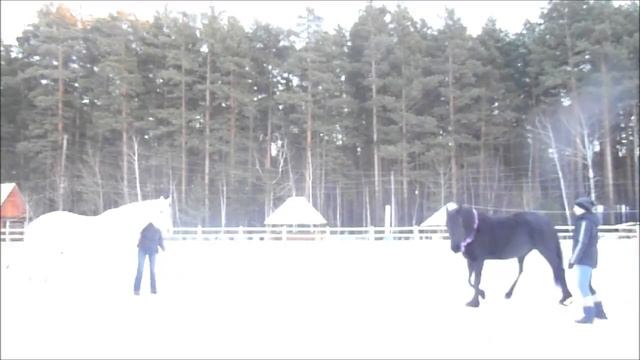 "Триллер". Черная "Блоха" и фантом белой лошади. Часть 2 Видео с лошадьми смотреть онлайн