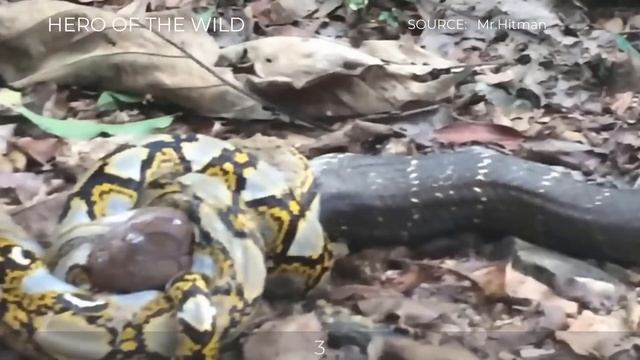 TOP KING COBRA VS PYTHON MOMENTS смотреть онлайн