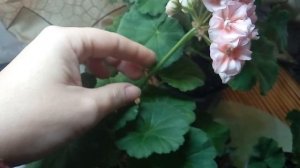 Пеларгония ЕС Персиковый Авантюрин, Jagershus Вorre ( Борре) ,  Jägershus Falej  (Фалей).