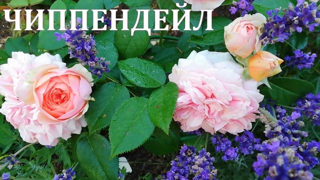 РОЗЫ И НЕ ТОЛЬКО. НАЧИНАЮЩИМ. КАЛЕНДАРЬ РАБОТ В ЯНВАРЕ смотреть онлайн