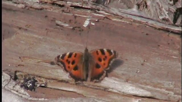 Картины весенней Природы: пара бабочек Чертополоховок. смотреть онлайн
