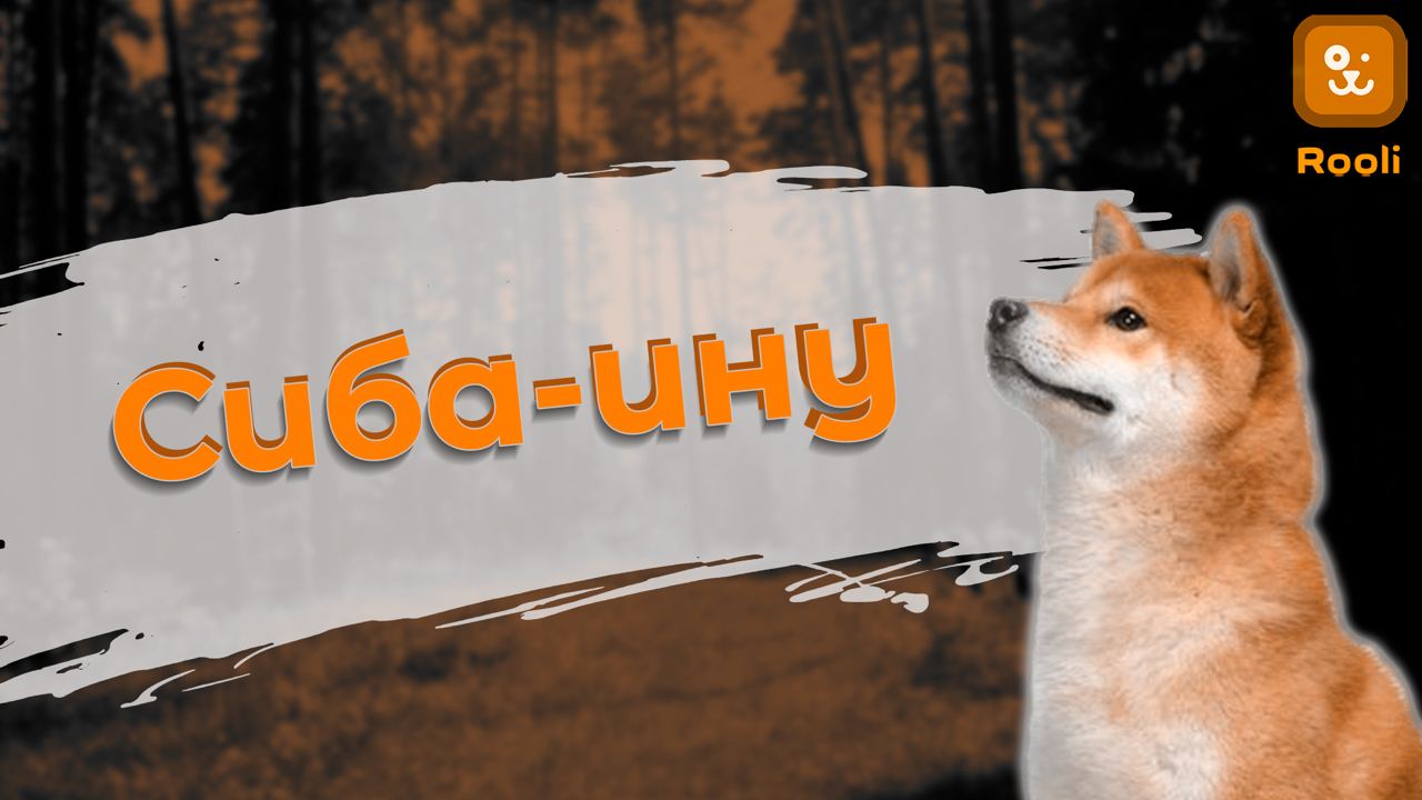 Сиба Ину: уникальная японская порода собак смотреть онлайн