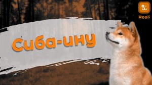 Сиба Ину: уникальная японская порода собак