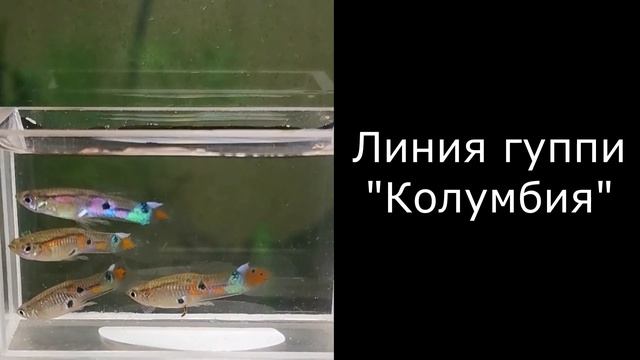 Дикие гуппи из Колумбии - 15 лет без обновления крови!!! смотреть онлайн