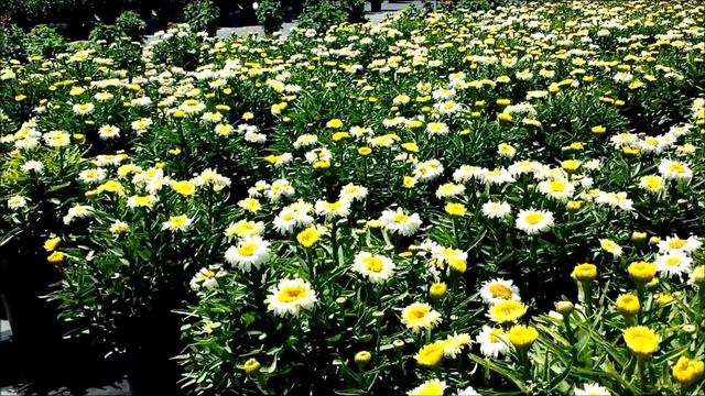 Best Perennials, Leucanthemum 'Bridal Bouquet' (Shasta Daisy) смотреть онлайн