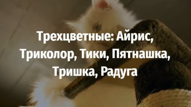 Какие имена (клички) самые популярные среди котов и кошек? смотреть онлайн