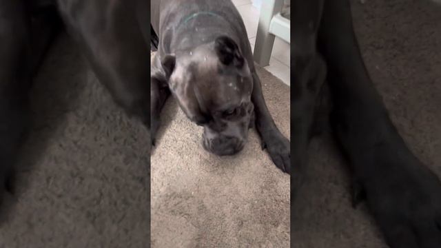 Ням ням ❤️#tttt #cane #канекорсо #canecorso #canecorsoitaliano #канекорсоитальяно #кане смотреть онлайн