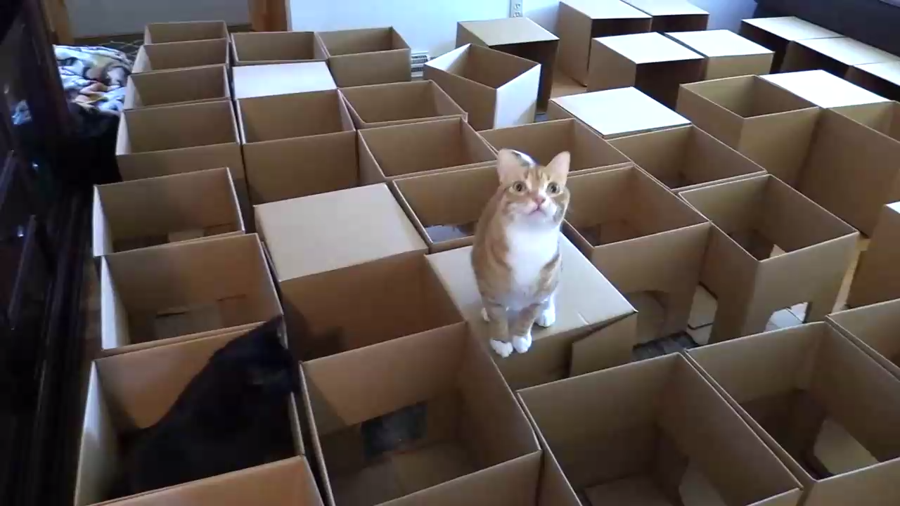 Американец построил своим котам лабиринт из 50 коробок смотреть онлайн