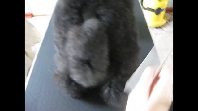 Стрижка собак Бийск. Пудель. смотреть онлайн