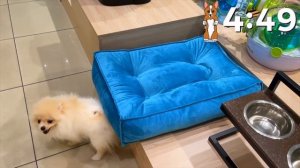 Покупаю собаке всё чего она коснётся в магазине! Кики сама выбирает что купить в зоомагазине