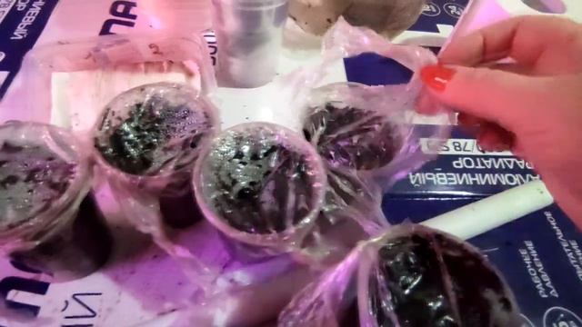 ВЛОГ/Один день из жизни /Утро начала коллапса /Ревизия рассады Сайра не сайра) смотреть онлайн