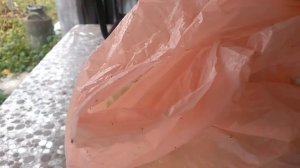 капуста купчиха. урожайный сорт среднепозднего срока созревания.