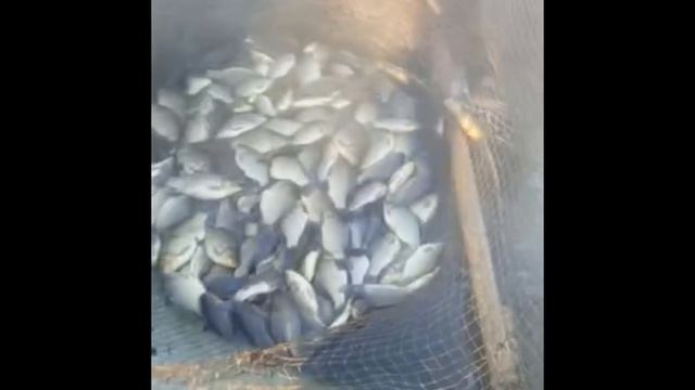 УАЗ, зимнее бездорожье и рыбалка в Якутии /Мунха 2022 Чычымах/ Winter fishing in Yakutia UAZ of Roa смотреть онлайн
