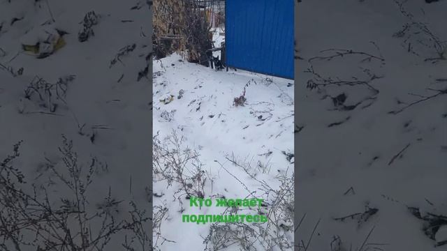 Маленький да удаленький пёсель защищает территорию смотреть онлайн