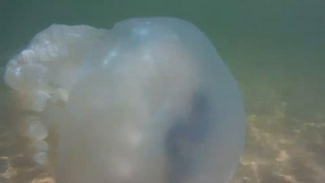 Большая Медуза. Генеральские пляжи 2019 смотреть онлайн