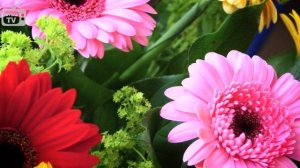 Гербера ? Уход в домашних условиях