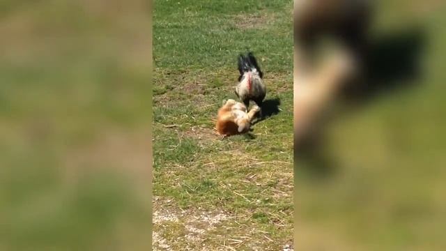 Пингвины, циплята, чайки смешные птицы | Bazuzu Video ТОП подборка июнь 2017 смотреть онлайн