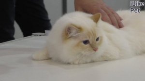 Бирманская кошка. Особенности. Уход