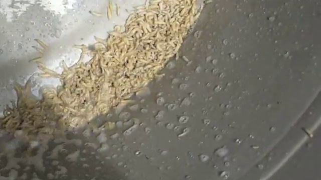 Killing Maggots in a garbage can смотреть онлайн