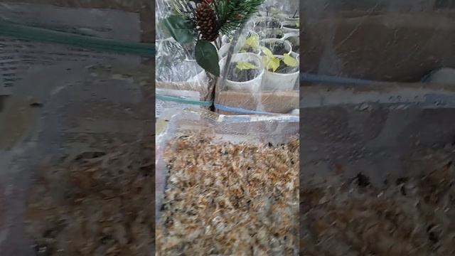 ПОСЕВ СЕМЯН КНЯЖИКОВ НА СТРАТИФИКАЦИЮ. смотреть онлайн