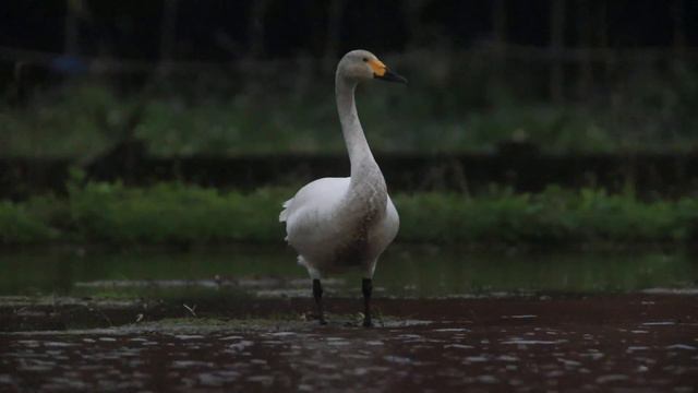 小天鵝，Tundra swan смотреть онлайн