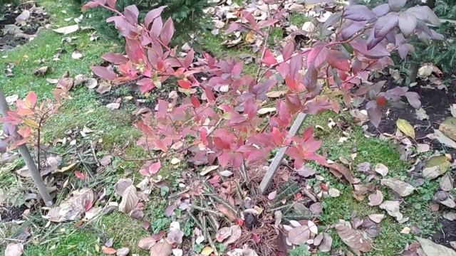 Обработка голубики от болезней осенью к зиме смотреть онлайн