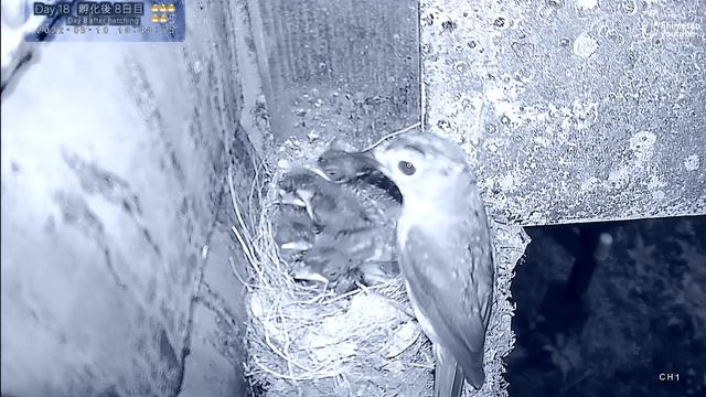 【きびたきだんご】キビタキの子育て・巣立ちの観察記録+その後(2022年) смотреть онлайн