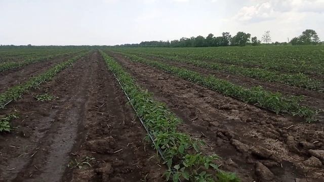 Розсадний томат Асвон на крапельному зрощенні#1! смотреть онлайн