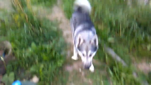 Видео про собак конечно и не много про фотоаппарат мой на что я снимаю. смотреть онлайн