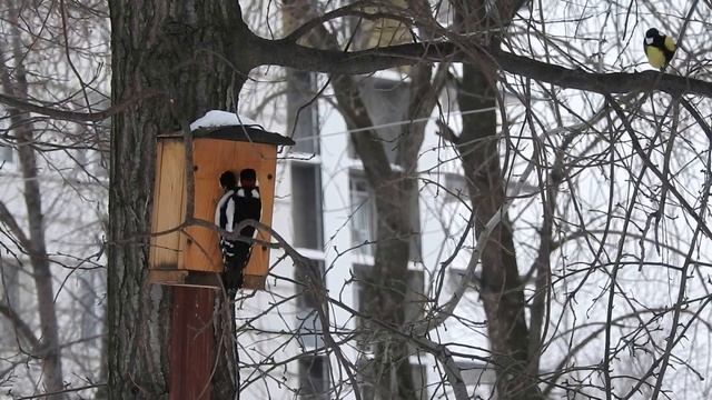 На грани весны: танцы вокруг скворечника, или Синицы против поползней смотреть онлайн