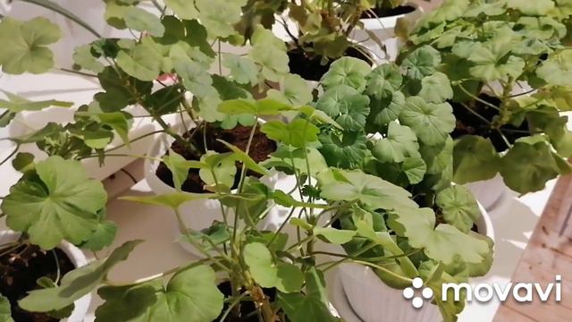 Обрезка огромного гибискус. Пересадка пеларгонии. смотреть онлайн