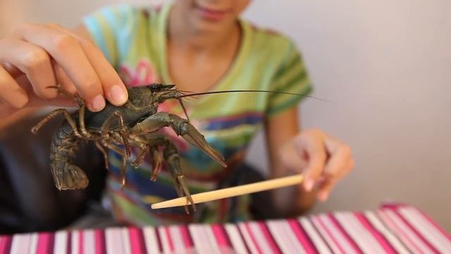 В доме гуляют раки, катаются на поезде! Когда в доме есть живой сифуд, всегда найдете применение! смотреть онлайн