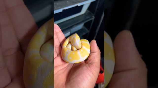This is Why There Called Ball Pythons ! #animals #ballpython #snake #candino #python #viral #pets смотреть онлайн