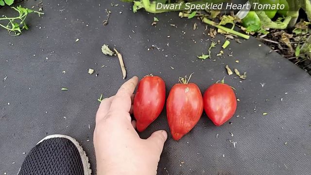 Этот томат будете собирать ведрами, не болеет, дает много урожая, вкусный, сладкий, посадил и забыл смотреть онлайн