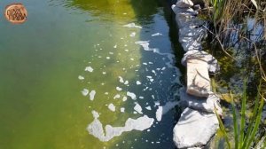 Плавательный пруд с биоплато//Прозрачная вода в пруду