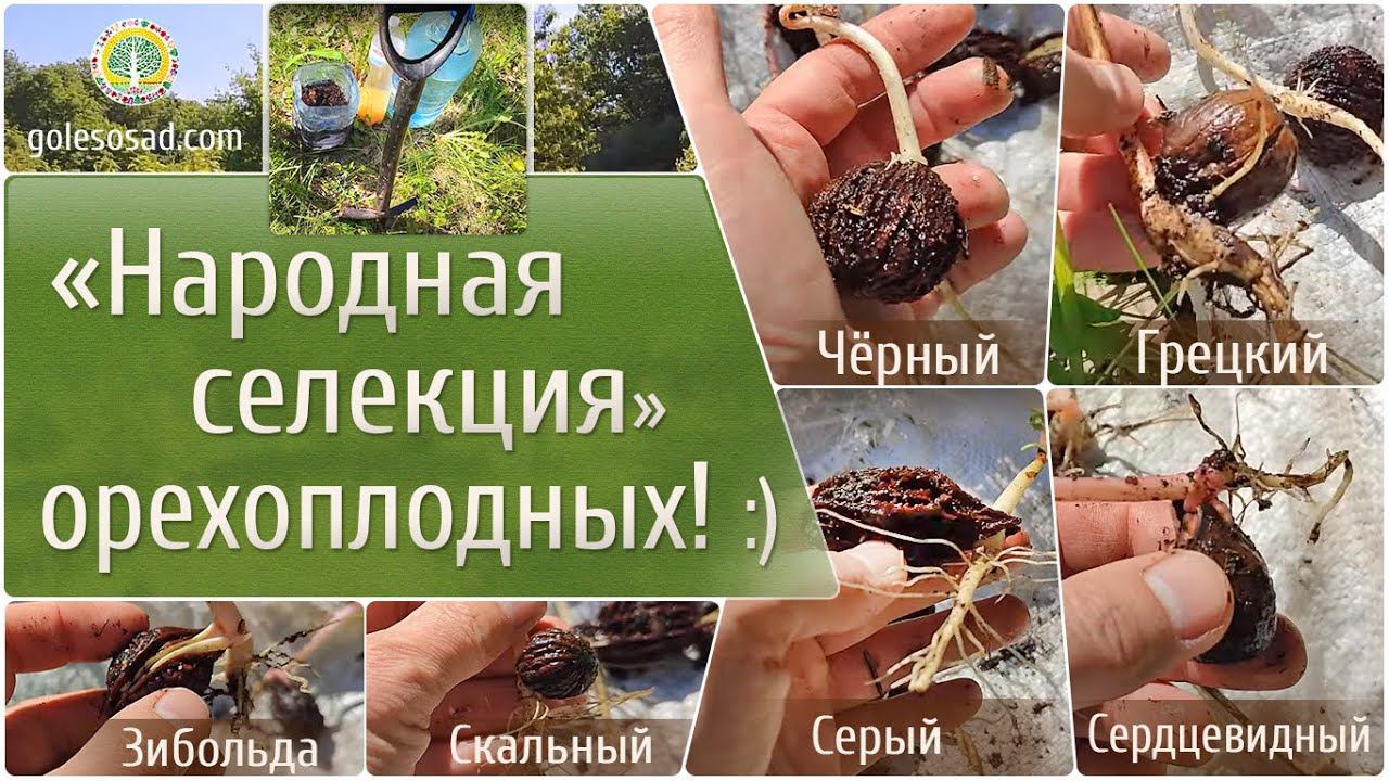 Народная селекция орехоплодных!)