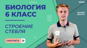 Строение стебля. Видеоурок 8. Биология 6 класс