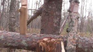 Кулёмка на соболя