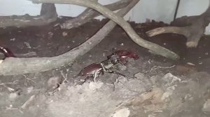 Шок! Жуки олени дома!?? Уход за жуком оленем!????