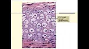 Хрящевые ткани  Гистология