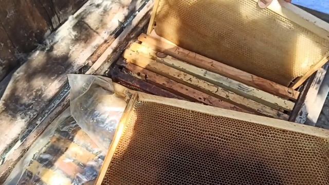 ПЧЁЛЫ ??. ПРАВИЛЬНОЕ РАСШИРЕНИЕ ГНЕЗДА ВЕСНОЙ. смотреть онлайн