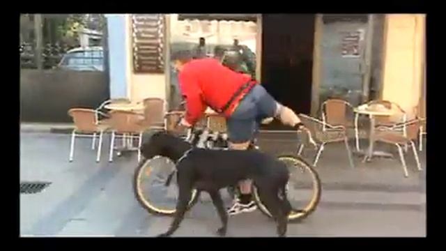 ПРИЈАТЕЛИ | Емисија за миленици, 07 | Раса: АКИТА смотреть онлайн