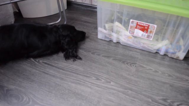 Подсадные перепела. смотреть онлайн