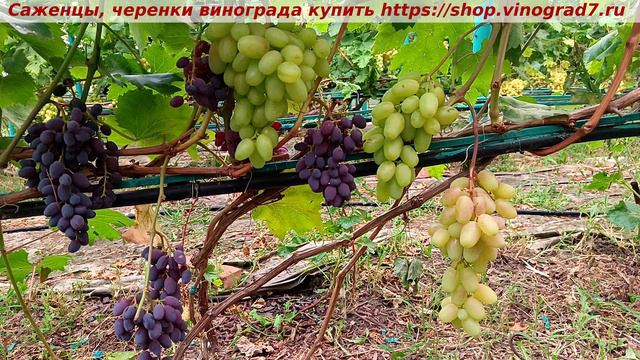 преоображение смотреть онлайн