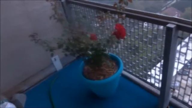 Sedona, Firefighter, Mr Lincoln, Chrysler Imperial ect Hybrid Tea Roses. Part 3 смотреть онлайн