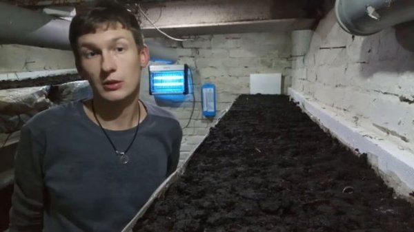 Выращивания шампиньона часть 10. Поливы #DENLife