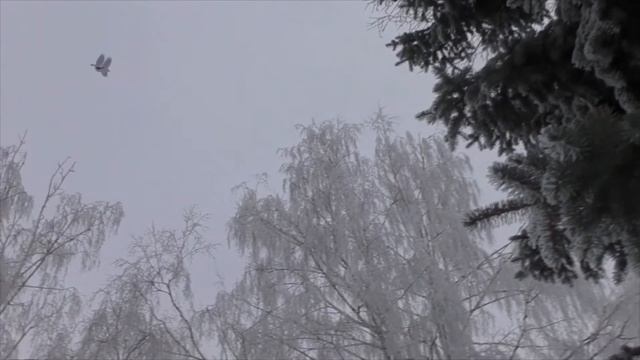 Зимняя сказка в Луховицах! Иней! смотреть онлайн