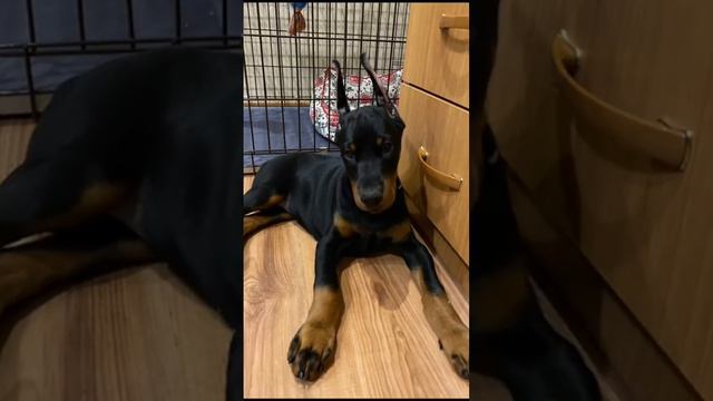 #доберман #doberman смотреть онлайн